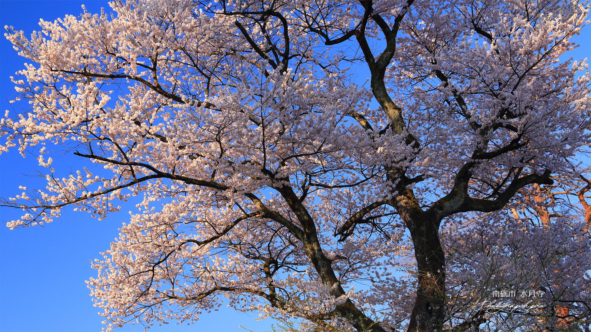 南砺市 水月寺墓地の桜
