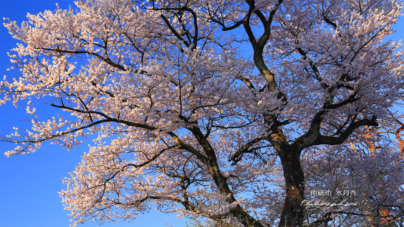 南砺市 水月寺墓地の桜 壁紙