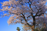 南砺市 水月寺墓地の桜