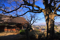 水月寺の江戸彼岸桜