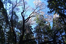 院瀬見のエドヒガン
