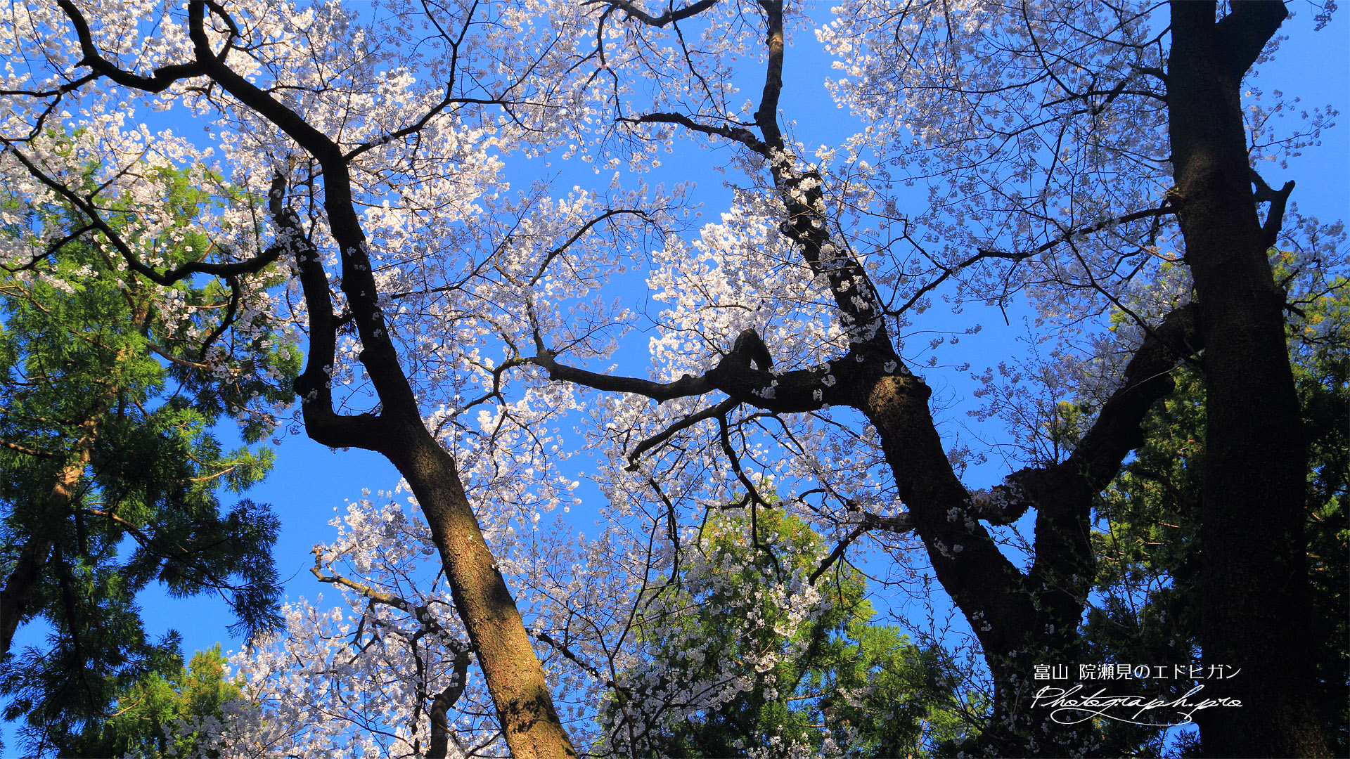 干谷の宮桜