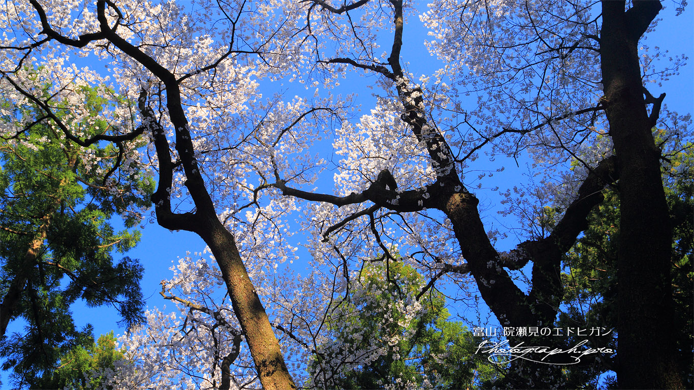 干谷の宮桜 壁紙