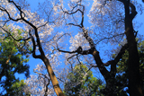 干谷の宮桜
