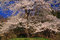 金福桜