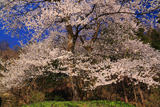 金福桜