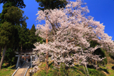 鎌倉八幡宮の大桜