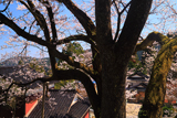 鎌倉八幡宮の大桜