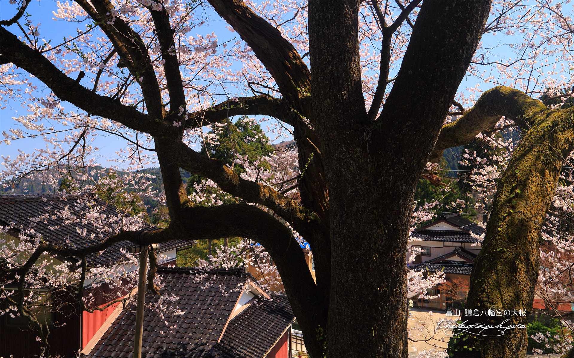 鎌倉八幡宮の大桜