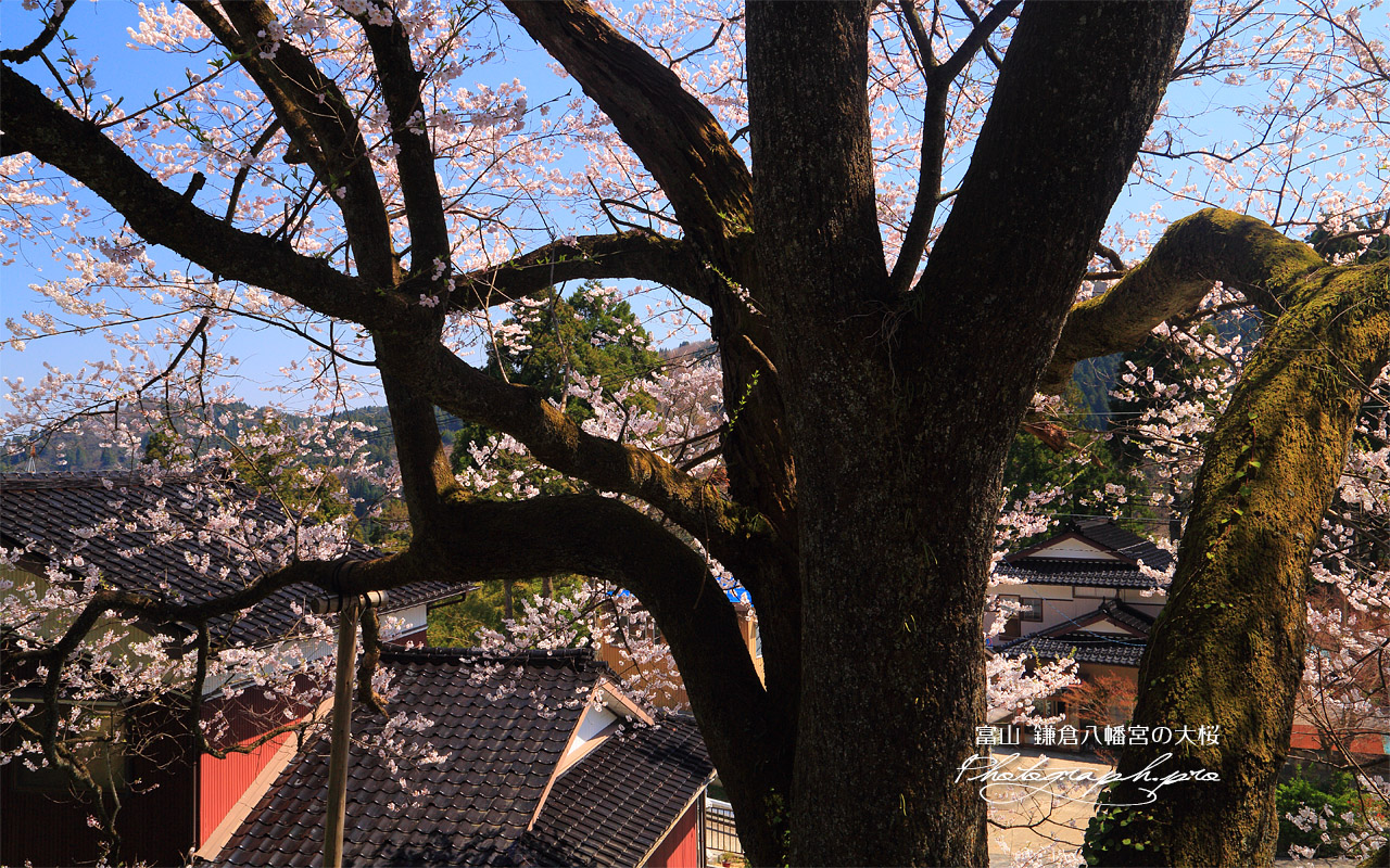 鎌倉八幡宮の大桜 壁紙