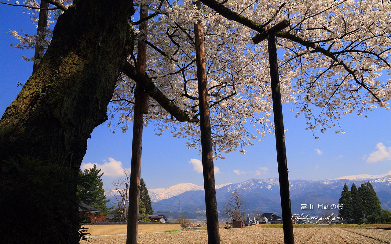 月訪の桜 壁紙