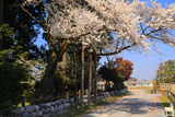 月訪桜