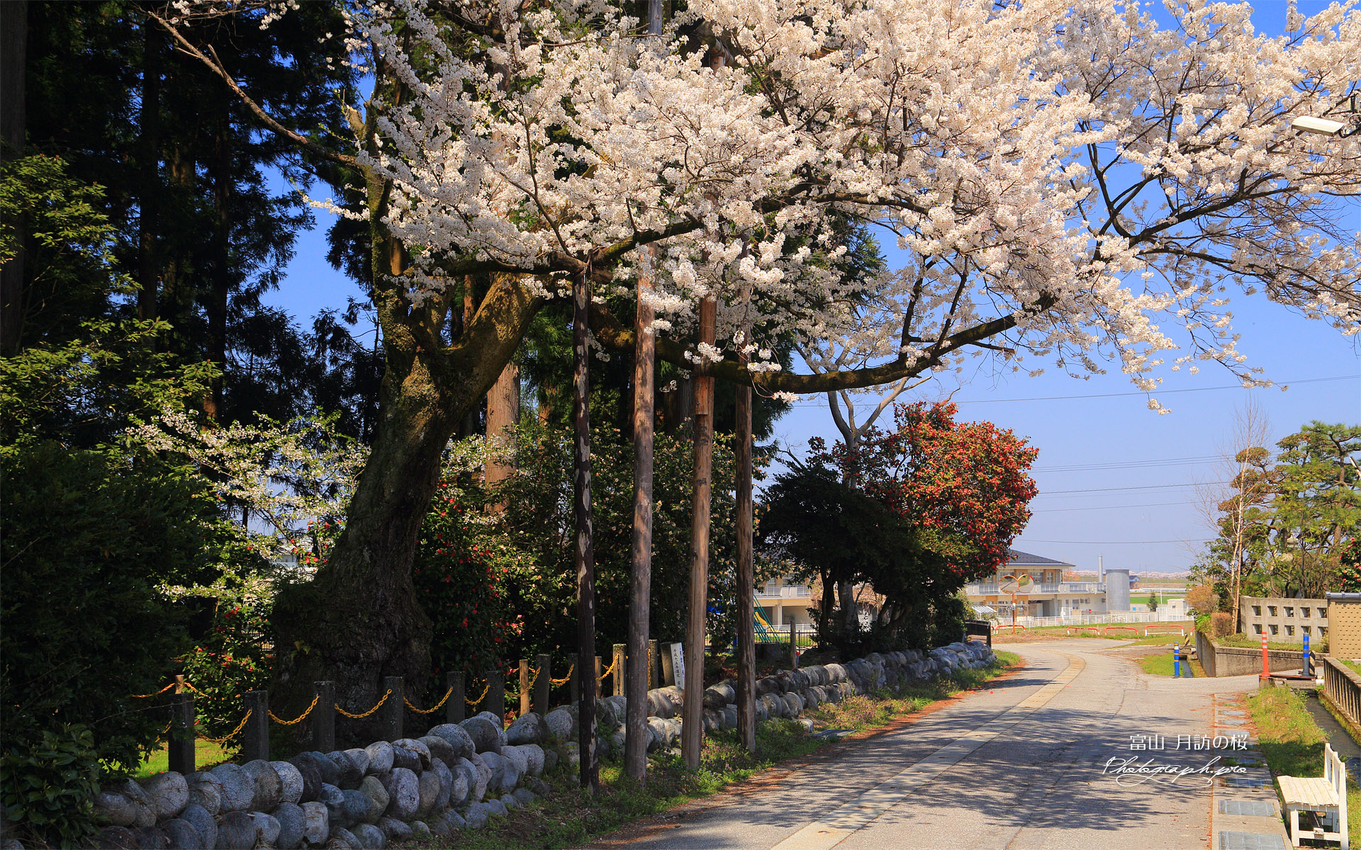月訪桜