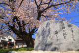 旧三日市小学校の百年桜