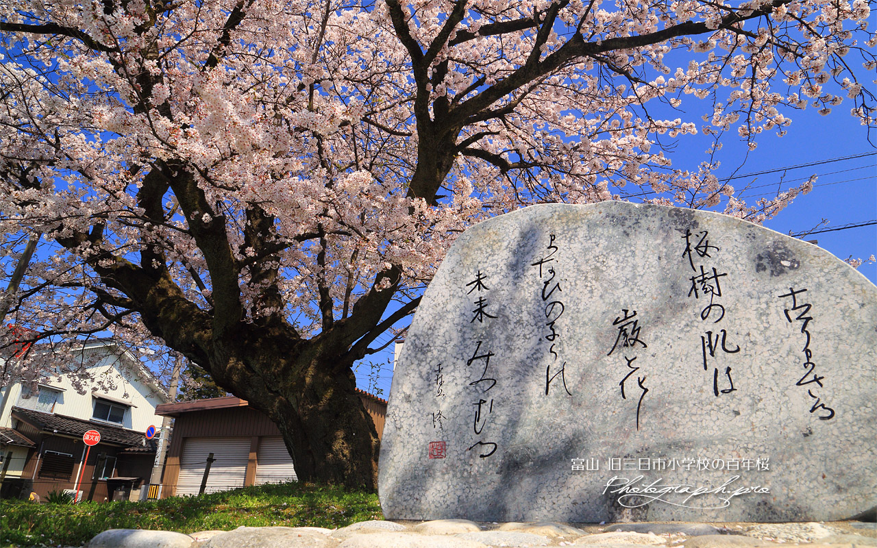 旧三日市小学校の百年桜 壁紙
