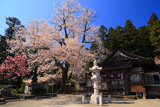 清水寺のエドヒガン桜