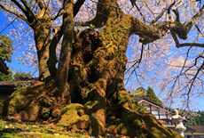 清水寺のエドヒガン桜