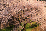 金沢城公園の桜