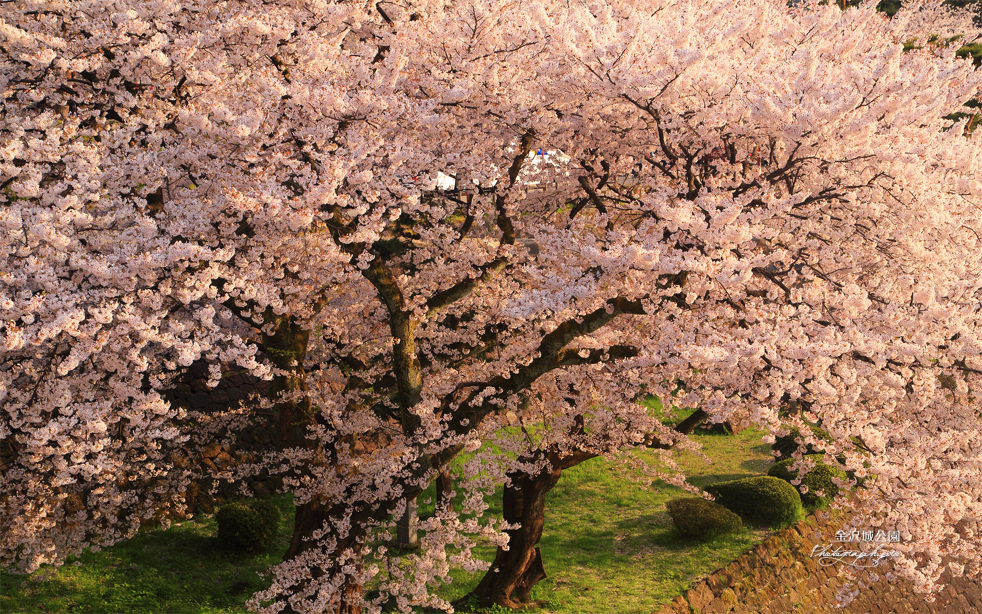 金沢城公園の桜