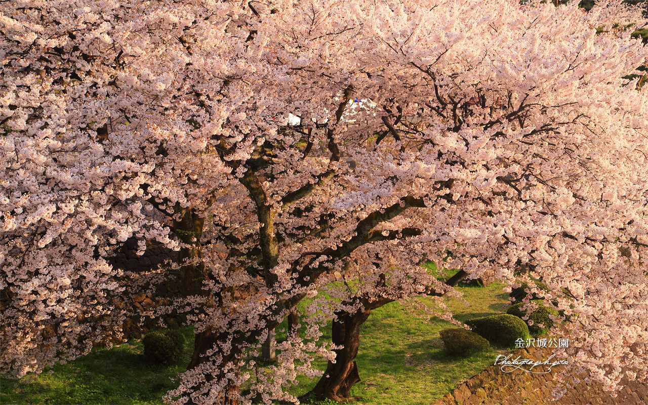 金沢城公園の桜 壁紙