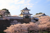 金沢城公園の桜
