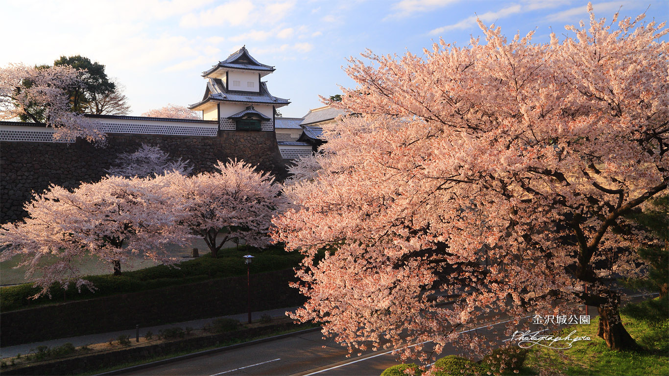 金沢城百間堀の桜 壁紙