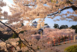 金沢城公園の桜