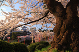 金沢城公園の桜