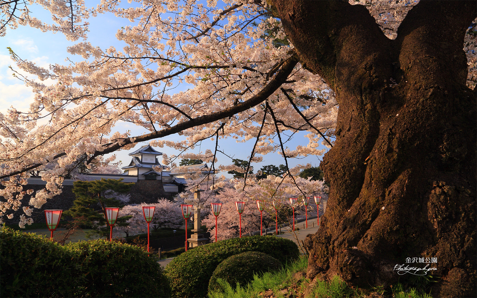 金沢城公園の桜