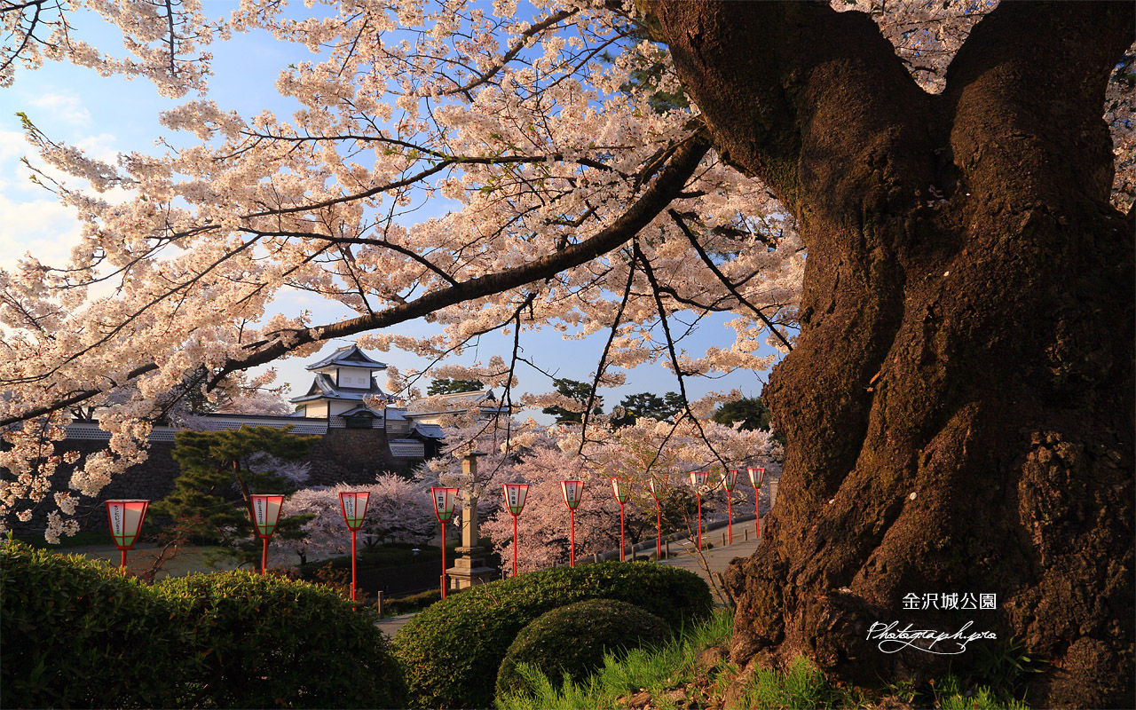 金沢城公園の桜 壁紙