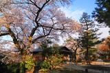 兼六園上坂口の桜