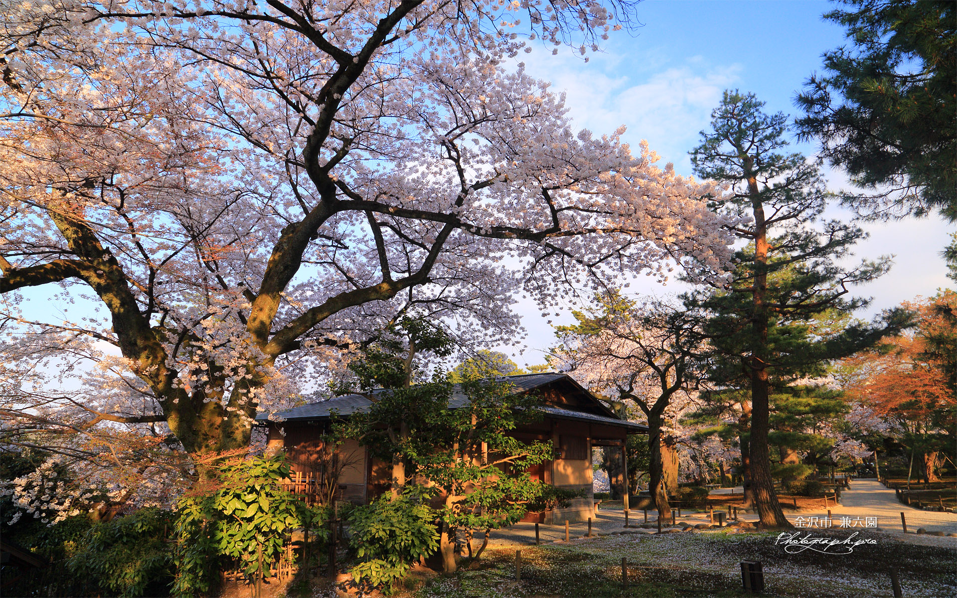 兼六園上坂口の桜