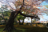 兼六園の山桜