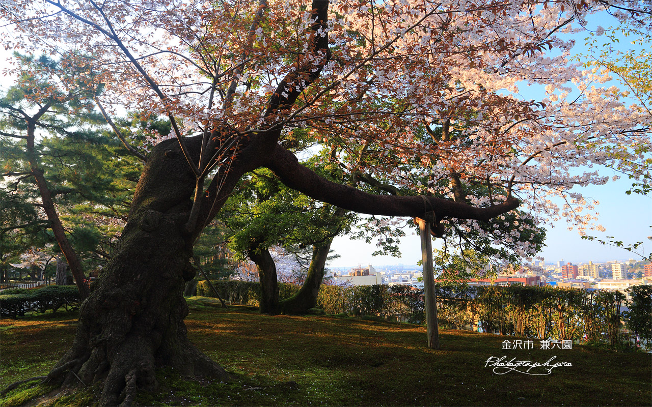 兼六園の山桜 壁紙