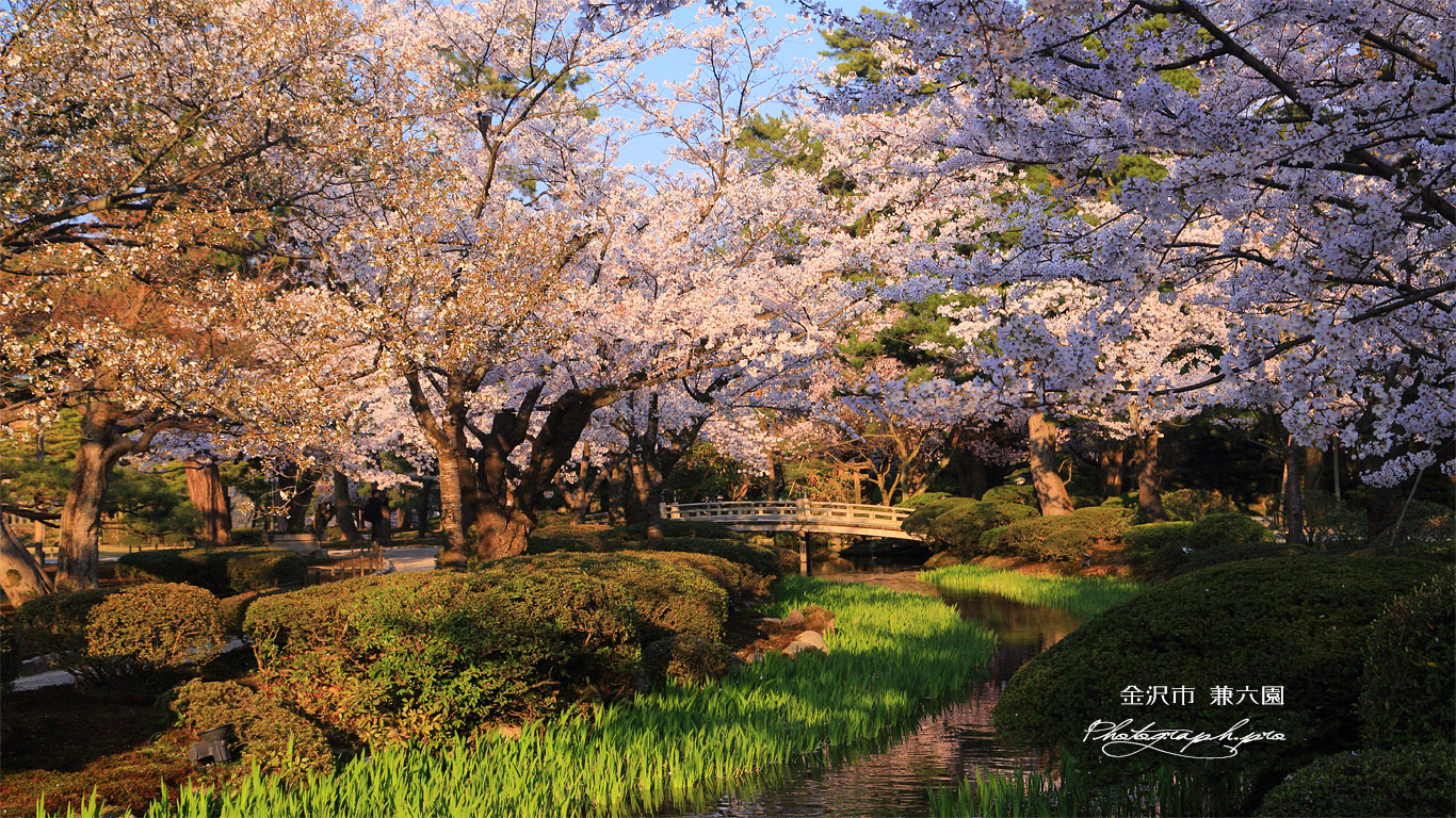 兼六園の曲水 壁紙