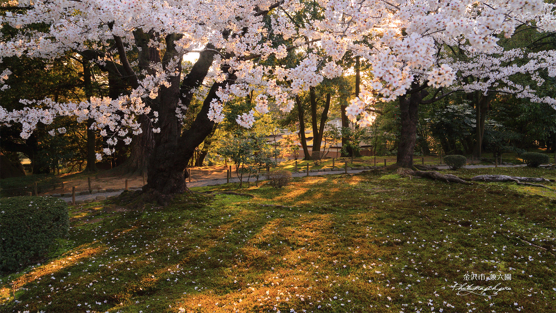 兼六園の落花