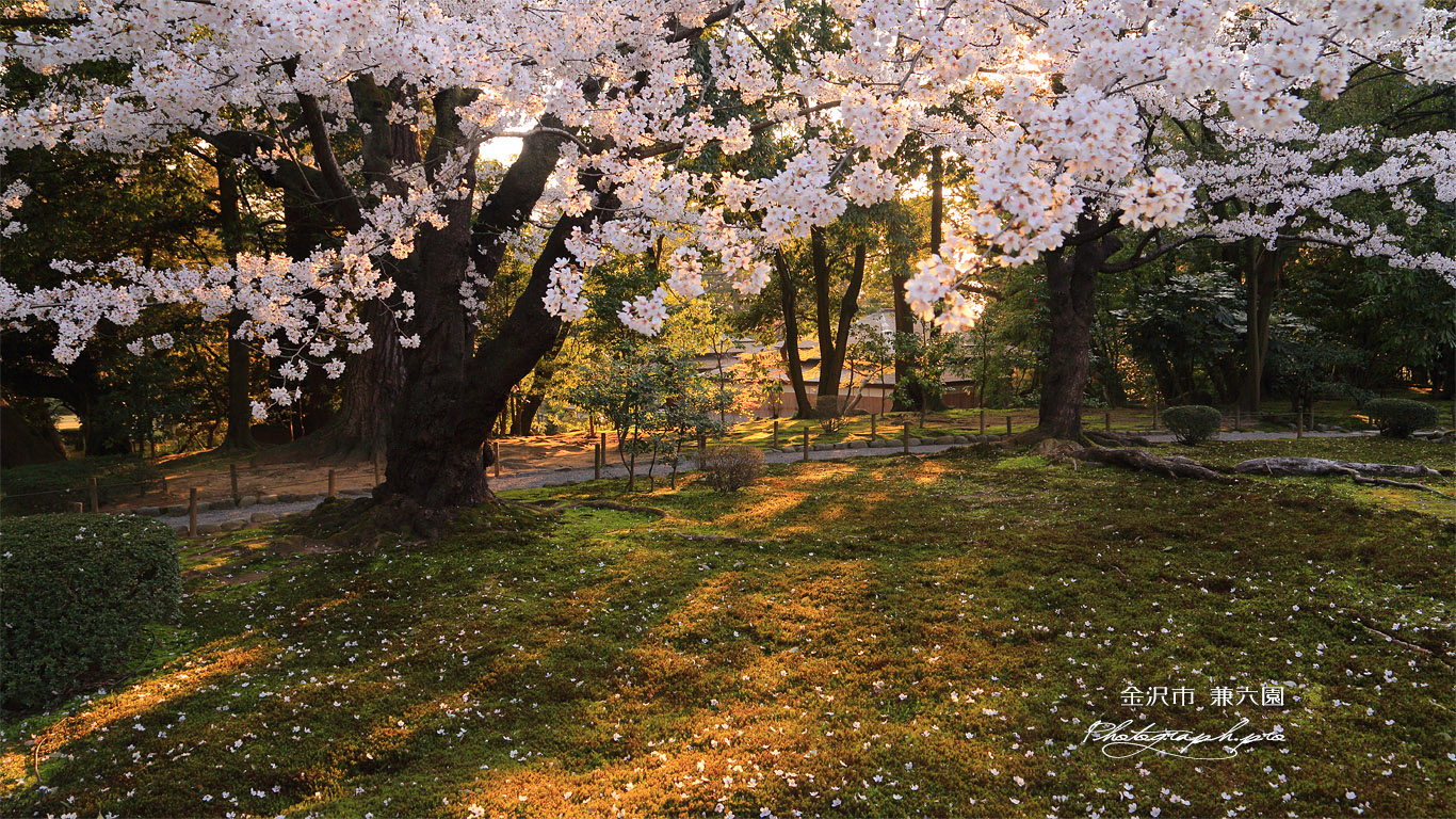 兼六園の落花 壁紙