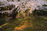 兼六園の落花