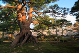 兼六園の根上松