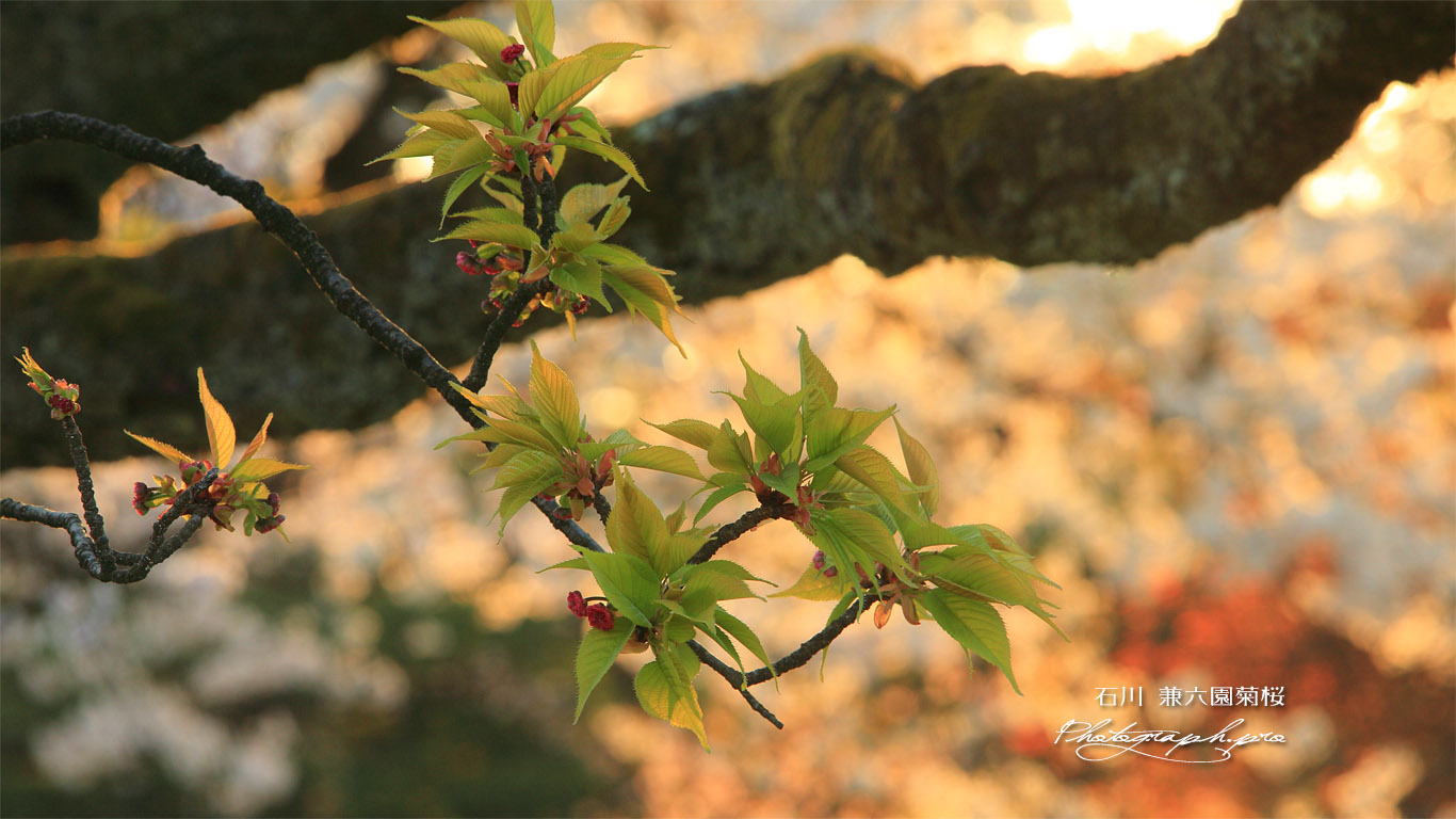 兼六園菊桜 壁紙
