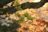 兼六園菊桜