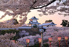 北陸の桜