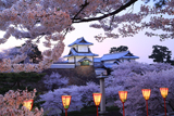 金沢城公園の桜