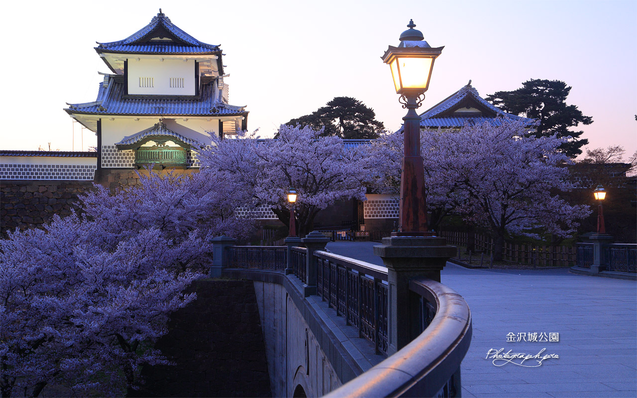 金沢城公園の桜 壁紙