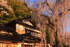 喜多家しだれ桜