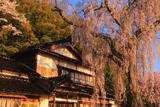 喜多家しだれ桜