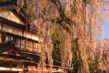 喜多家しだれ桜