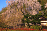 喜多家しだれ桜