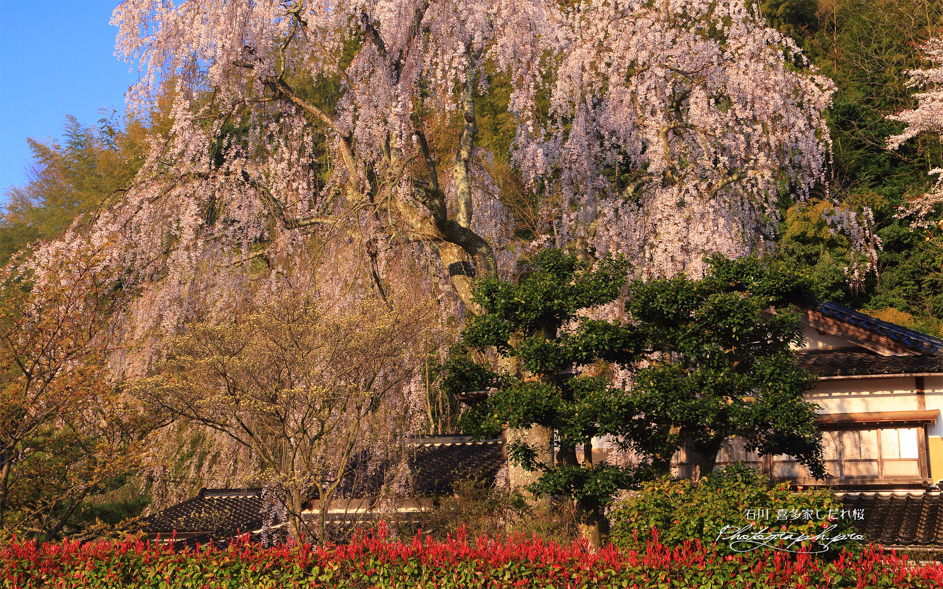 喜多家しだれ桜