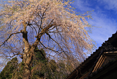 原の枝垂桜